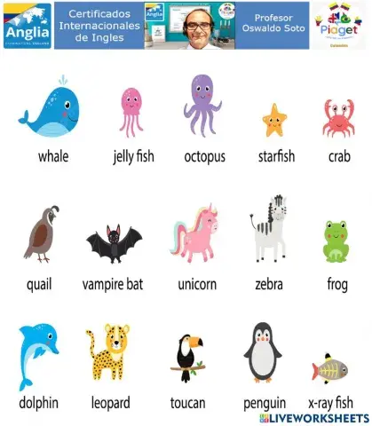 Animal vocabulary 21