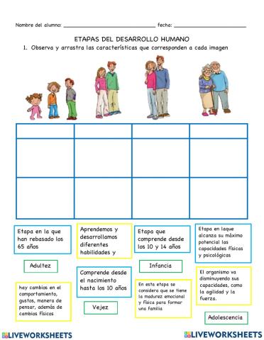 Etapas del Desarrollo Humano