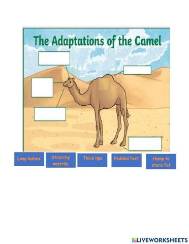 Camel adaptation