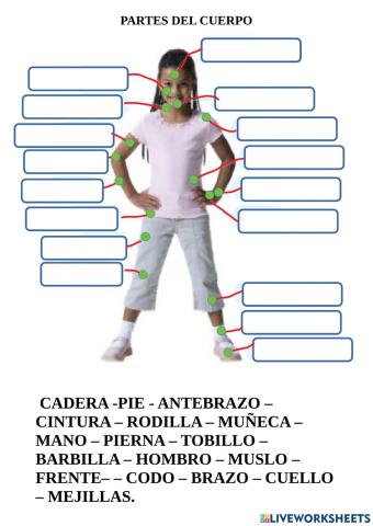 Partes del cuerpo