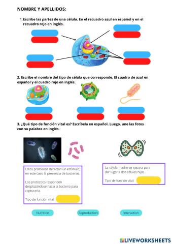 CCNN Ficha 1. Unit 1