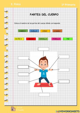Partes del cuerpo
