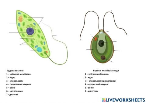 Одноклітинні, здатні до фотосинтезу