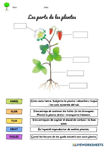Parts de les plantes
