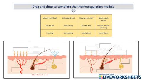Thermoregulation