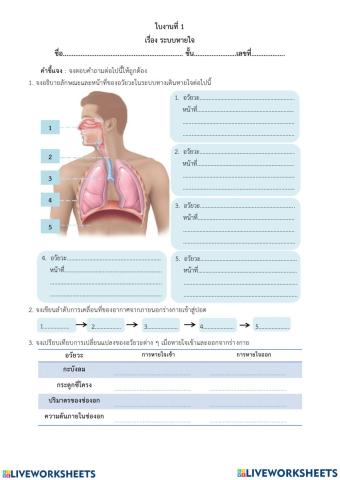 ใบงาน เรื่อง ระบบหายใจ
