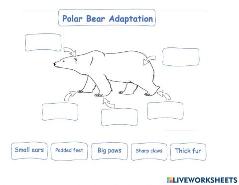 Polar Bear Adaptation