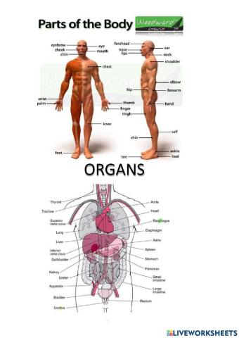 Body parts and organs