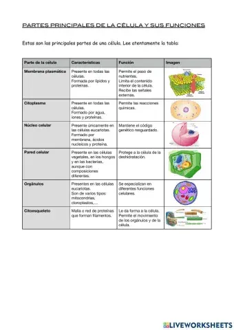 Partes de la célula