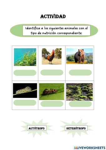 Identifica los siguientes animales con el tipo de nutrición correspondiente