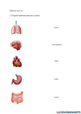 Основни органи в човешкото тяло