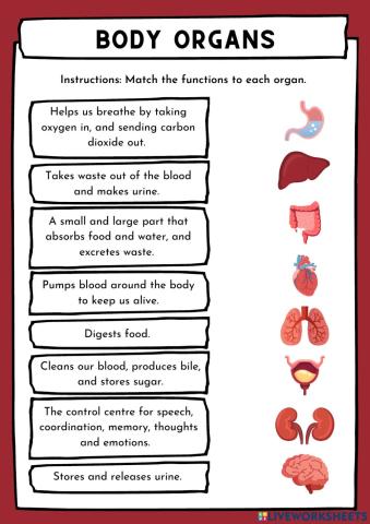 Body Organs Matching Worksheet