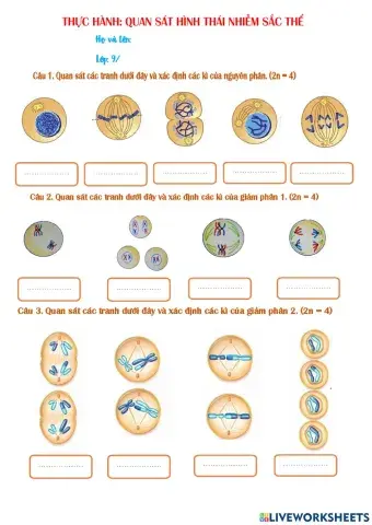 Thực hành: Quan sát NST