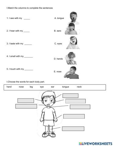 Senses & Body Parts