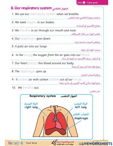 Exercise digestive system and respiratory system