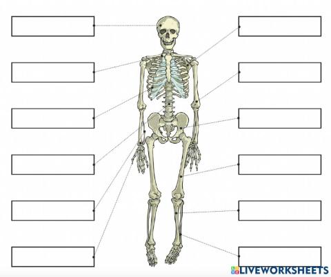 Iskeletin Kemikleri