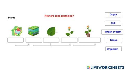 Plant cells oraganization