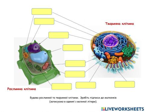 Будова клітини
