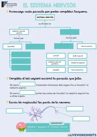 Naturals T1.El sistema nerviós