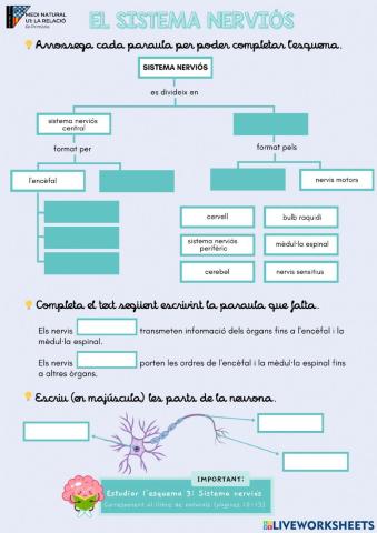 Naturals T1.El sistema nerviós