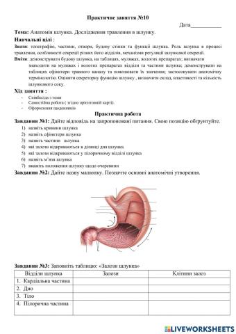 Анатомія шлунка