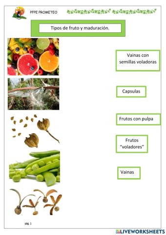 Frutos y maduración