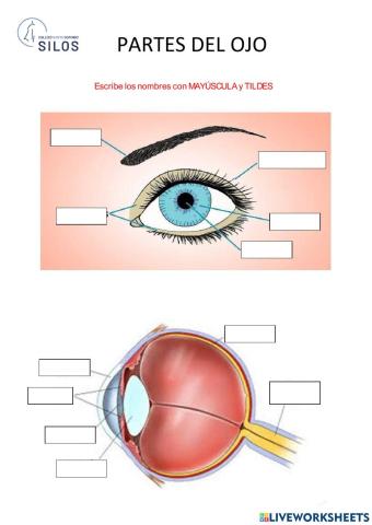 Partes del ojo