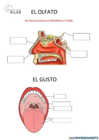 Olfato y gusto