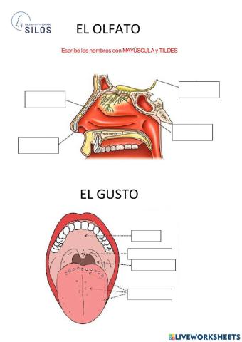 Olfato y gusto