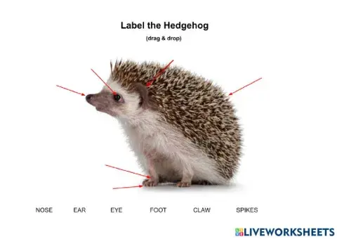 Hedghehog