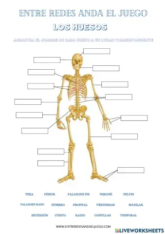 Huesos del cuerpo humano