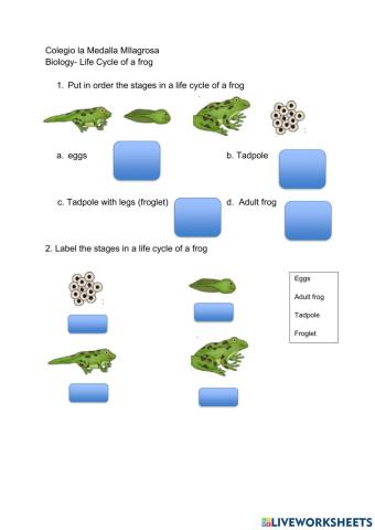 Life Cycle of a Frog