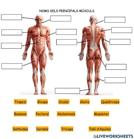 Noms dels músculs