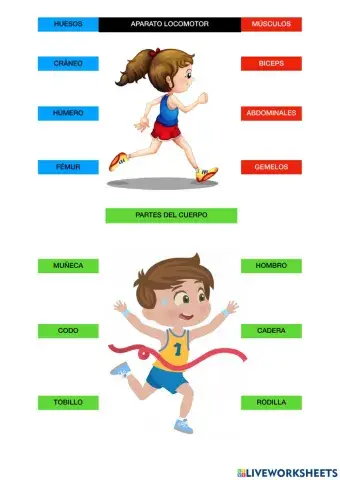 El aparato locomotor