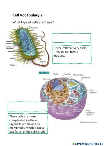Cell Vocabulary 2