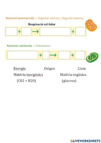 Nutrició autìotrofa i heteròtrofa