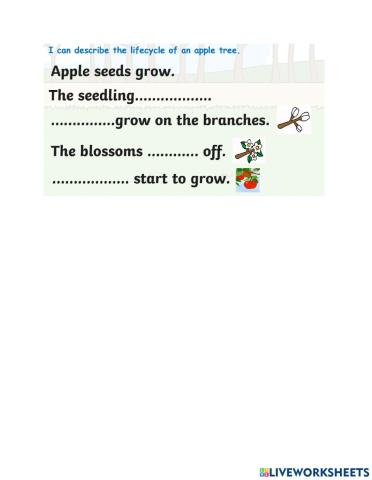 Apple lifecycle