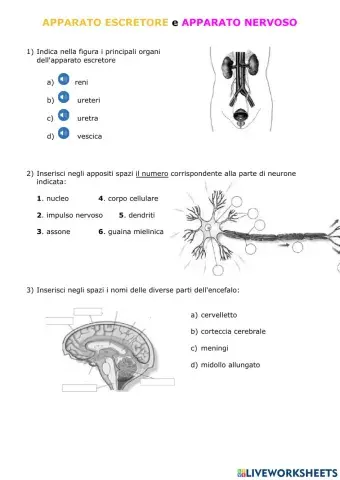 Apparati nervoso ed escretore