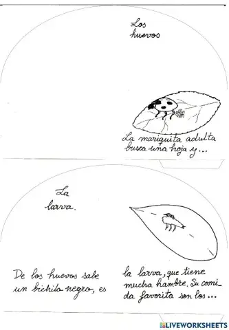 Ciclo de la mariquita 1