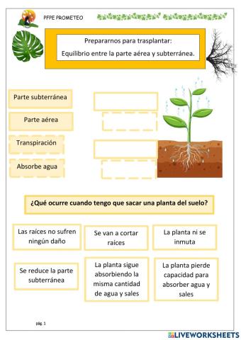 Trasplante. Equilibrio Raíces y hojas