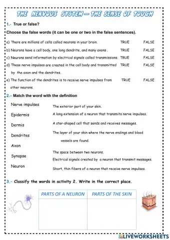 Nervous system - Touch