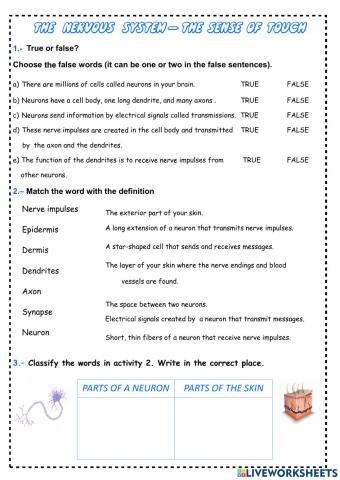 Nervous system - Touch