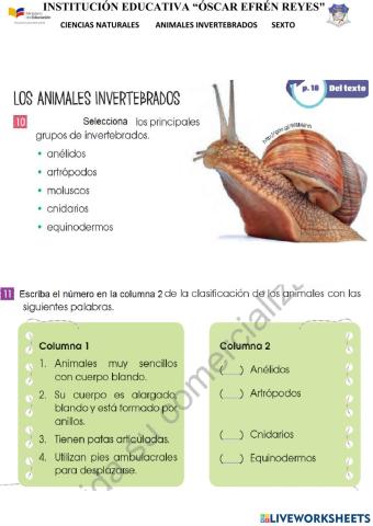 Animales invertebrados
