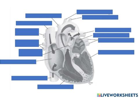 Parts of the heart