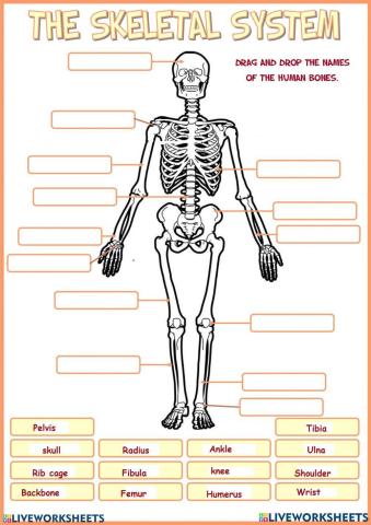Bones and joints