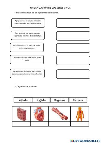 Organización de los serres vivos