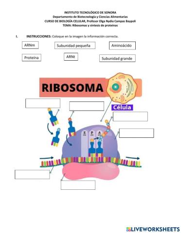 Ribosomas y síntesis de proteinas
