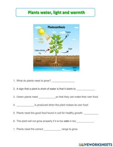 Plants water, warmth and sunlight