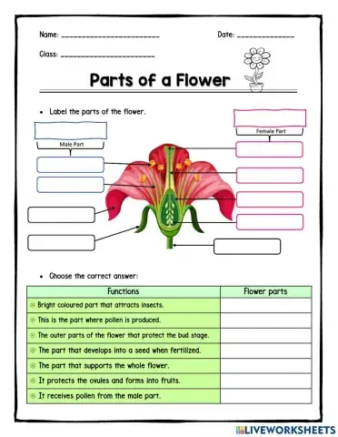 Parts of a Flower