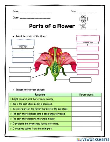 Parts of a Flower